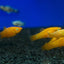 Your one-stop shop for diverse, top-quality aquarium supplies and accessories