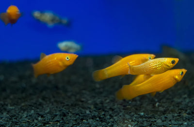 Your one-stop shop for diverse, top-quality aquarium supplies and accessories