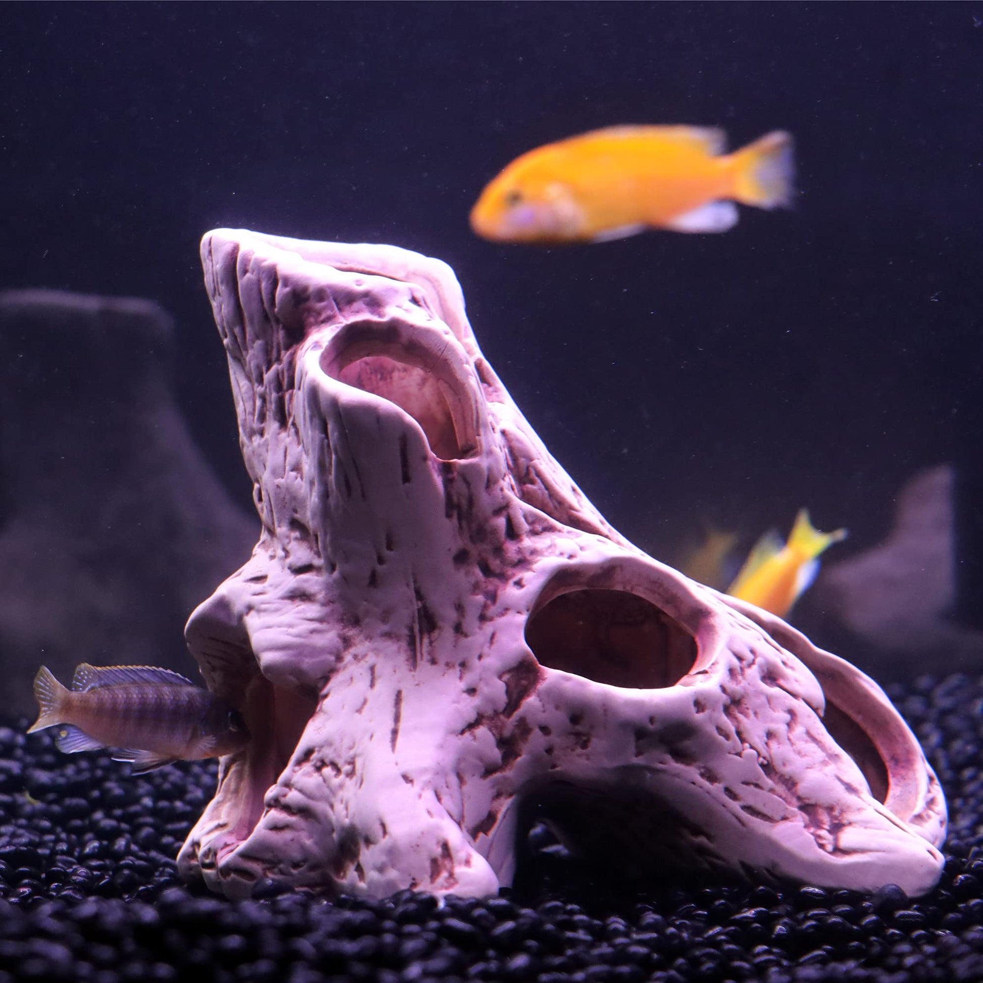 Your one-stop shop for diverse, top-quality aquarium supplies and accessories