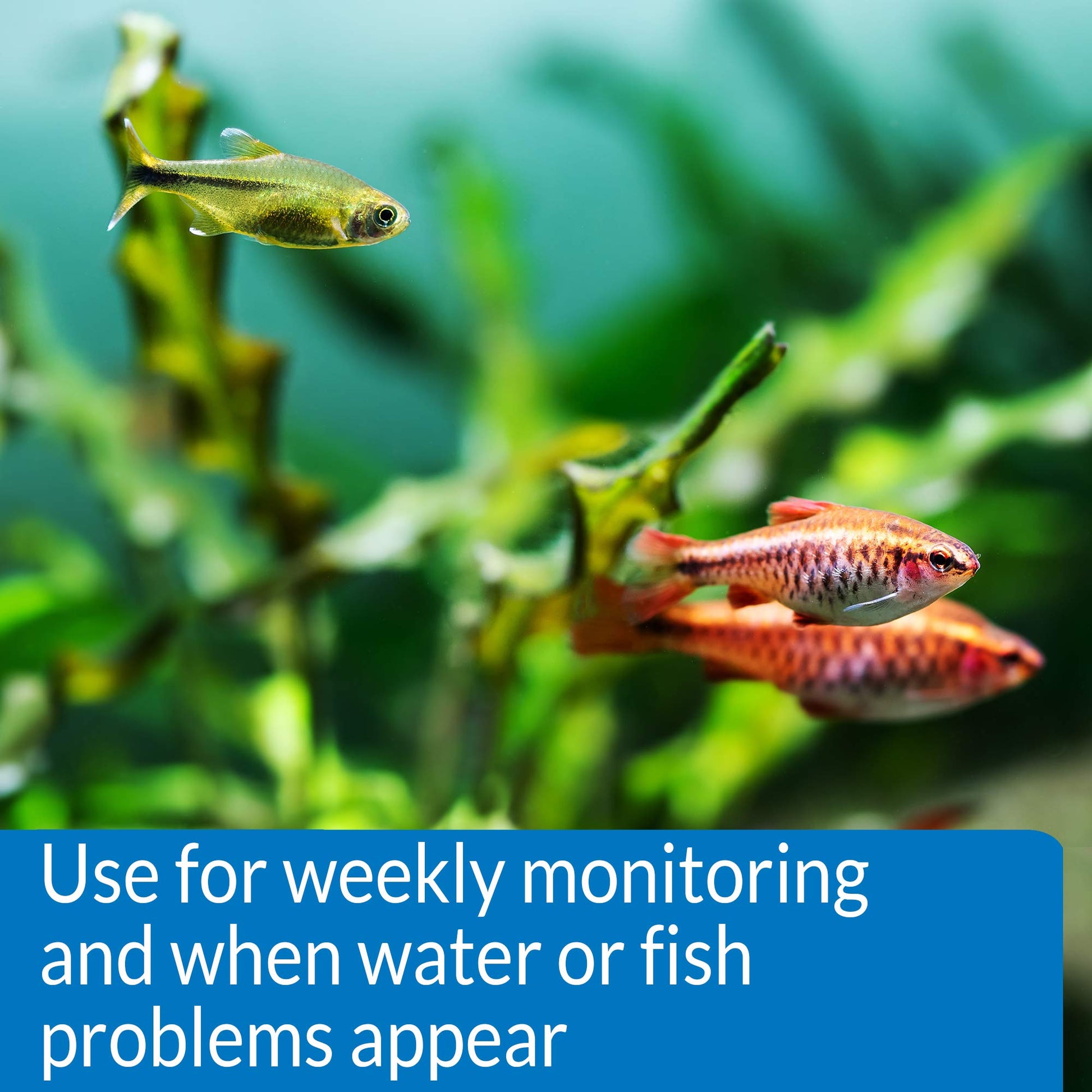 Your one-stop shop for diverse, top-quality aquarium supplies and accessories