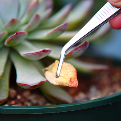Your one-stop shop for diverse, top-quality aquarium supplies and accessories