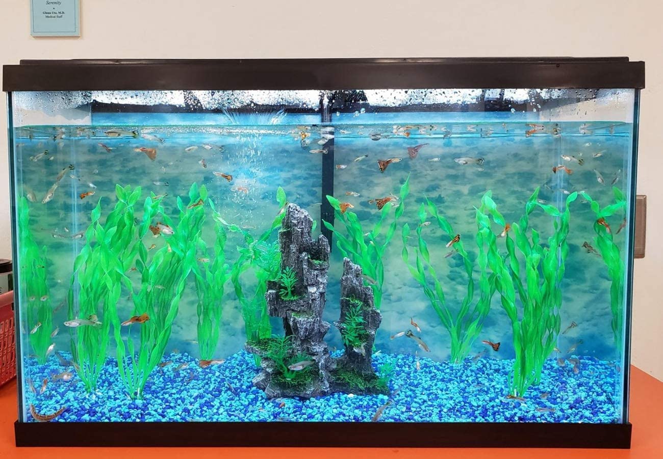 Your one-stop shop for diverse, top-quality aquarium supplies and accessories