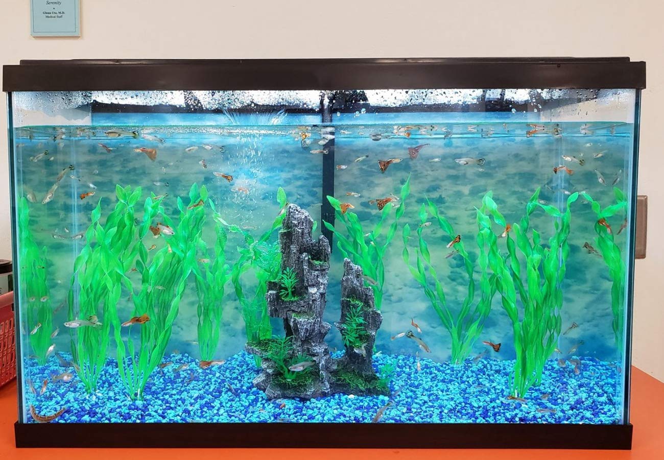 Your one-stop shop for diverse, top-quality aquarium supplies and accessories