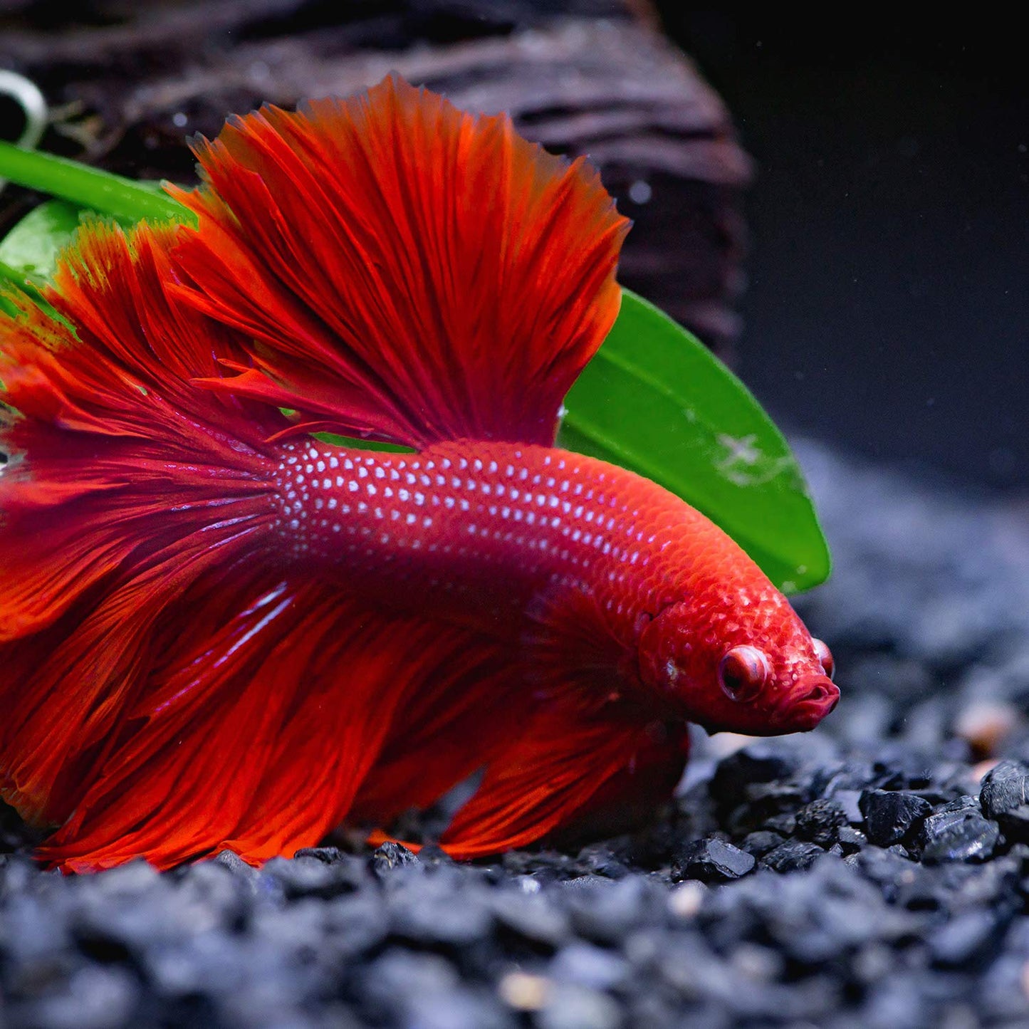Your one-stop shop for diverse, top-quality aquarium supplies and accessories