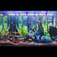 Your one-stop shop for diverse, top-quality aquarium supplies and accessories