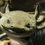 Your one-stop shop for diverse, top-quality aquarium supplies and accessories