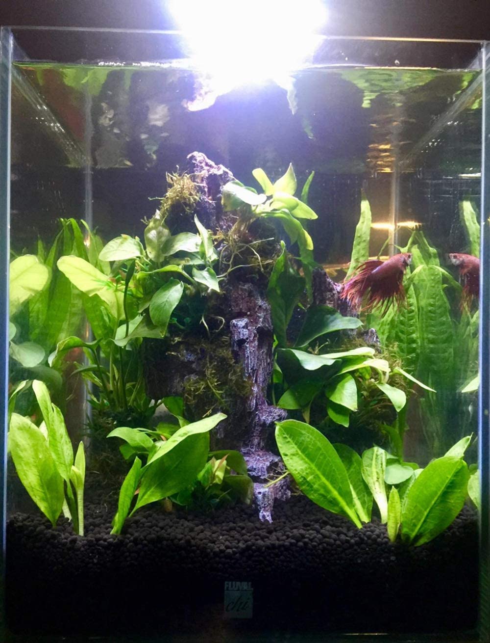 Your one-stop shop for diverse, top-quality aquarium supplies and accessories