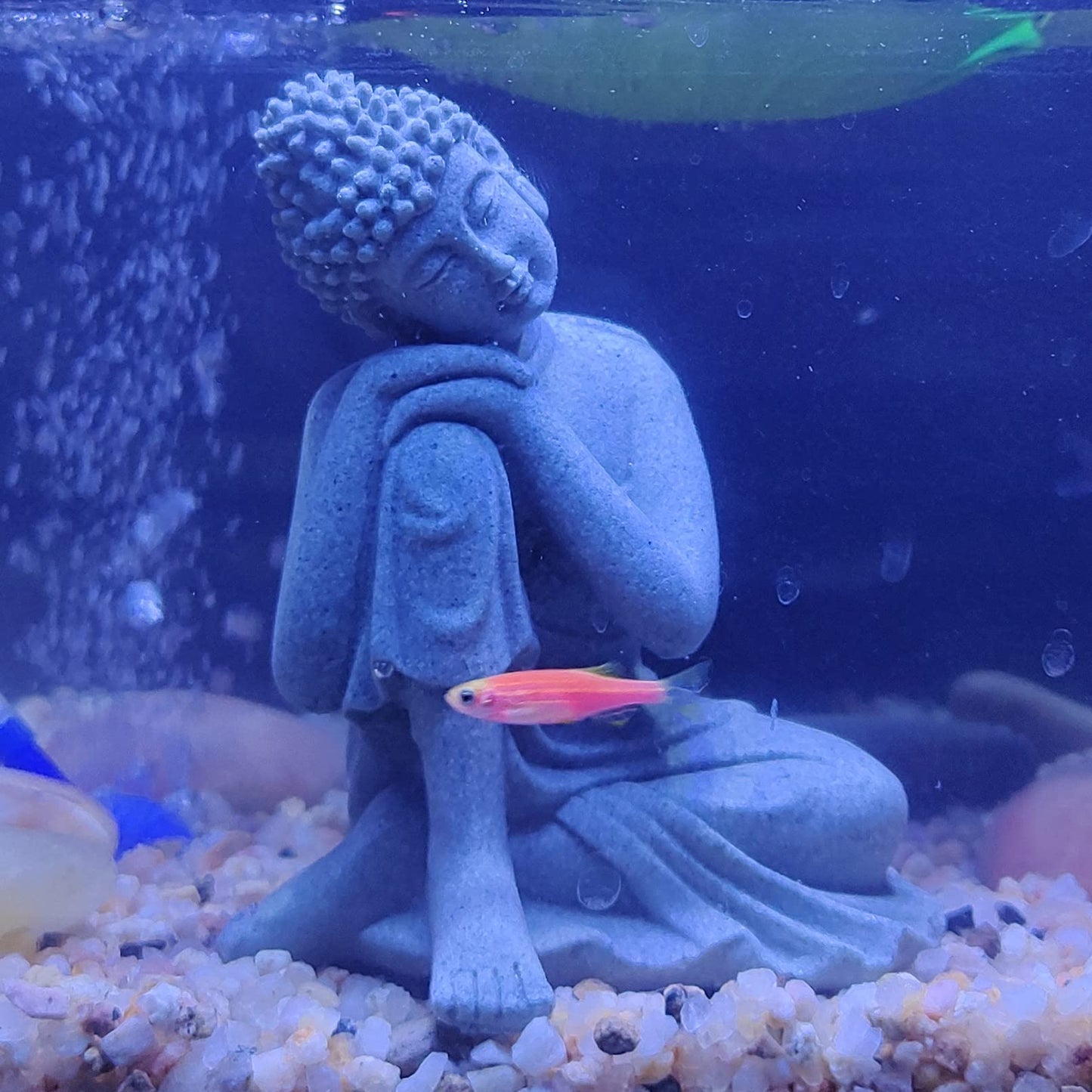 Your one-stop shop for diverse, top-quality aquarium supplies and accessories