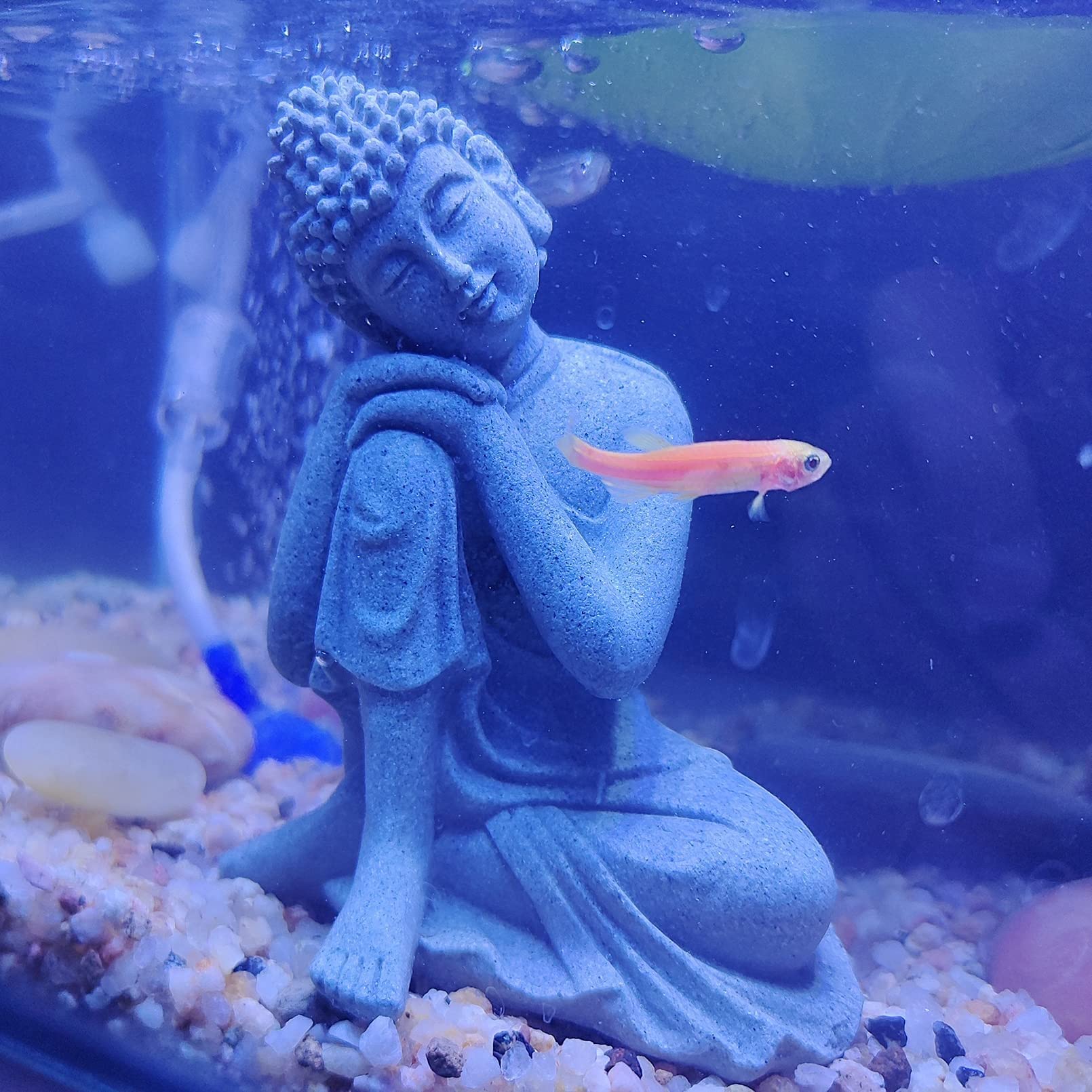 Your one-stop shop for diverse, top-quality aquarium supplies and accessories
