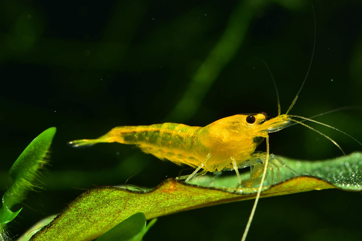 Your one-stop shop for diverse, top-quality aquarium supplies and accessories