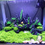Your one-stop shop for diverse, top-quality aquarium supplies and accessories