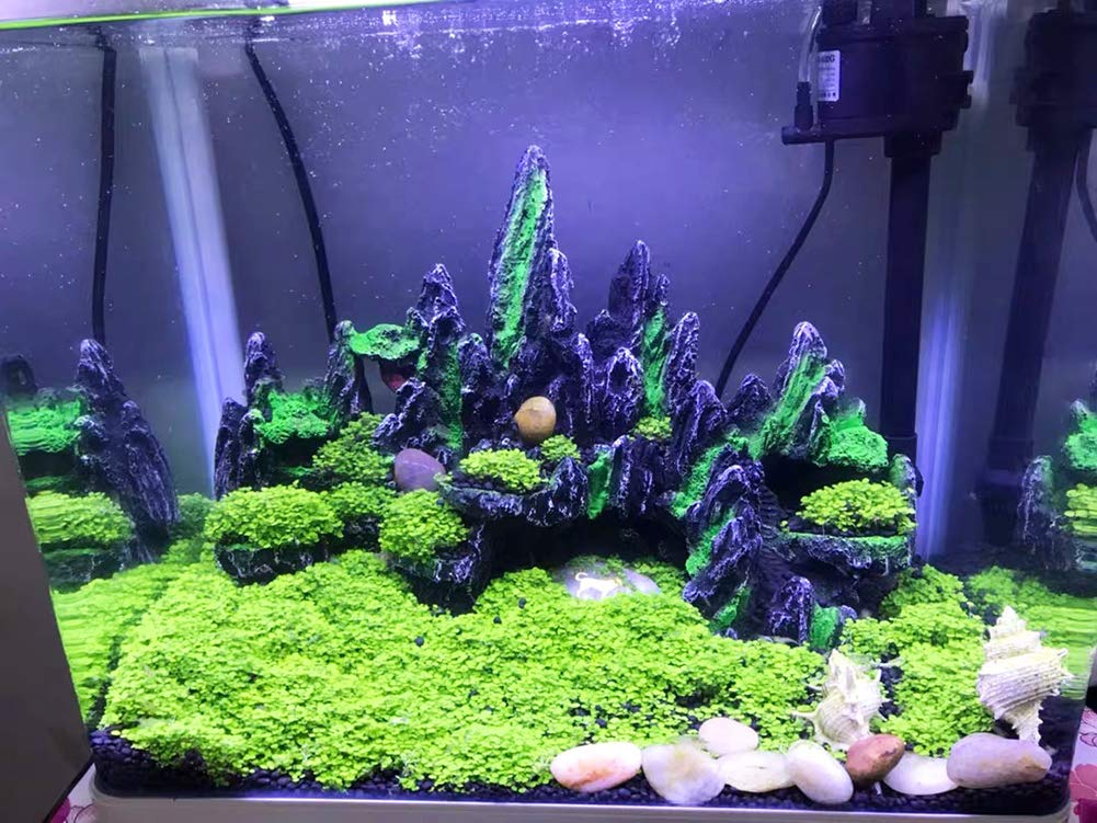 Your one-stop shop for diverse, top-quality aquarium supplies and accessories