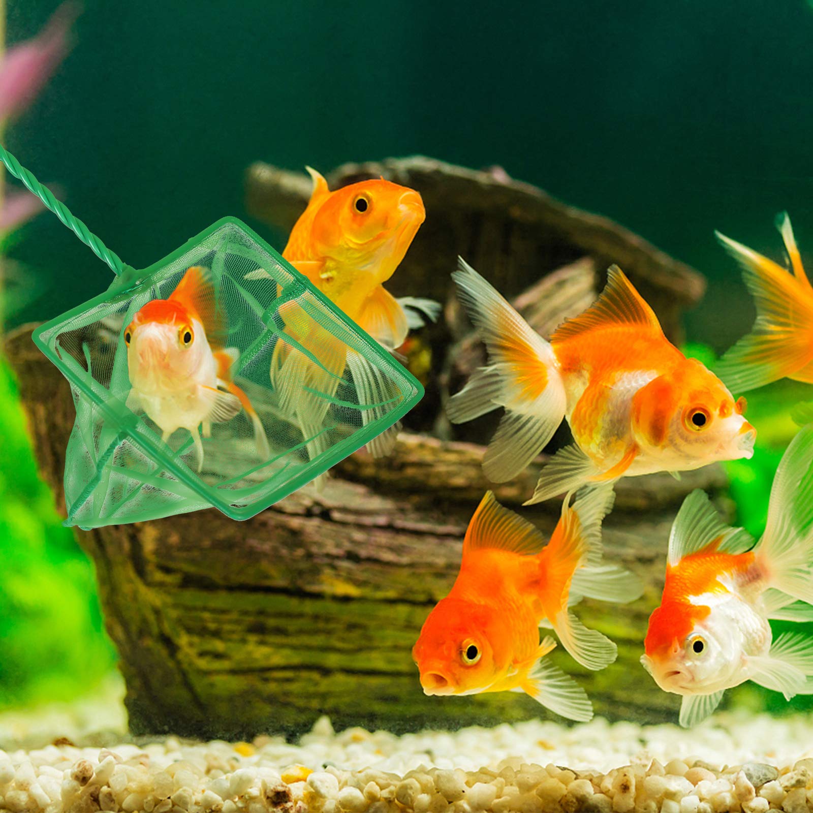 Your one-stop shop for diverse, top-quality aquarium supplies and accessories