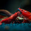 Your one-stop shop for diverse, top-quality aquarium supplies and accessories
