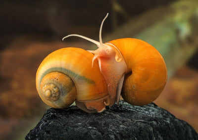 Your one-stop shop for diverse, top-quality aquarium supplies and accessories