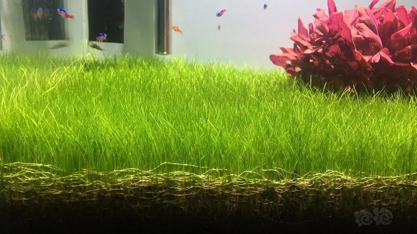 Your one-stop shop for diverse, top-quality aquarium supplies and accessories