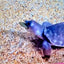 Your one-stop shop for diverse, top-quality aquarium supplies and accessories