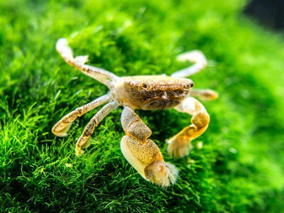 Your one-stop shop for diverse, top-quality aquarium supplies and accessories