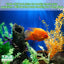 Your one-stop shop for diverse, top-quality aquarium supplies and accessories