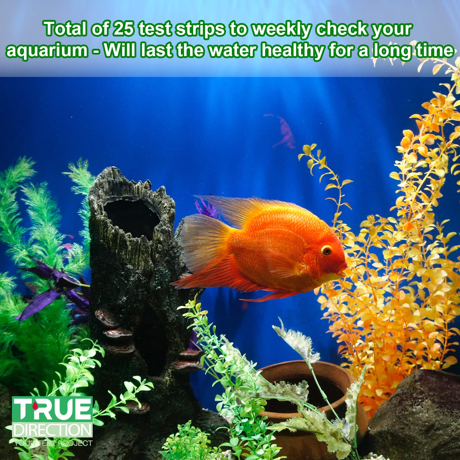 Your one-stop shop for diverse, top-quality aquarium supplies and accessories