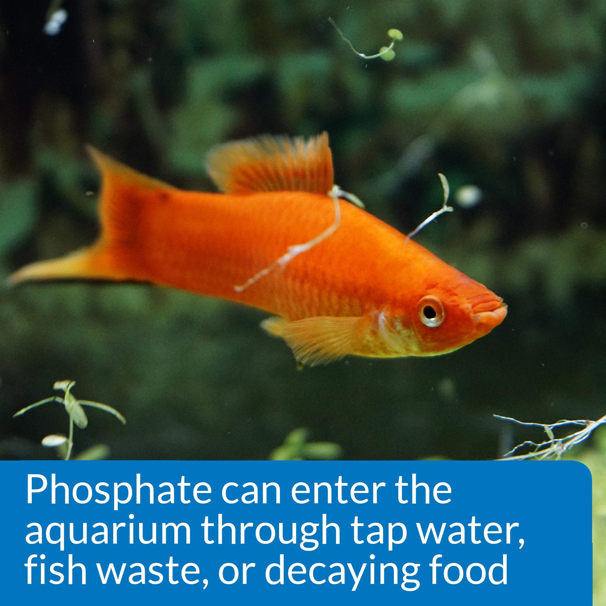 Your one-stop shop for diverse, top-quality aquarium supplies and accessories