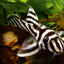 Your one-stop shop for diverse, top-quality aquarium supplies and accessories