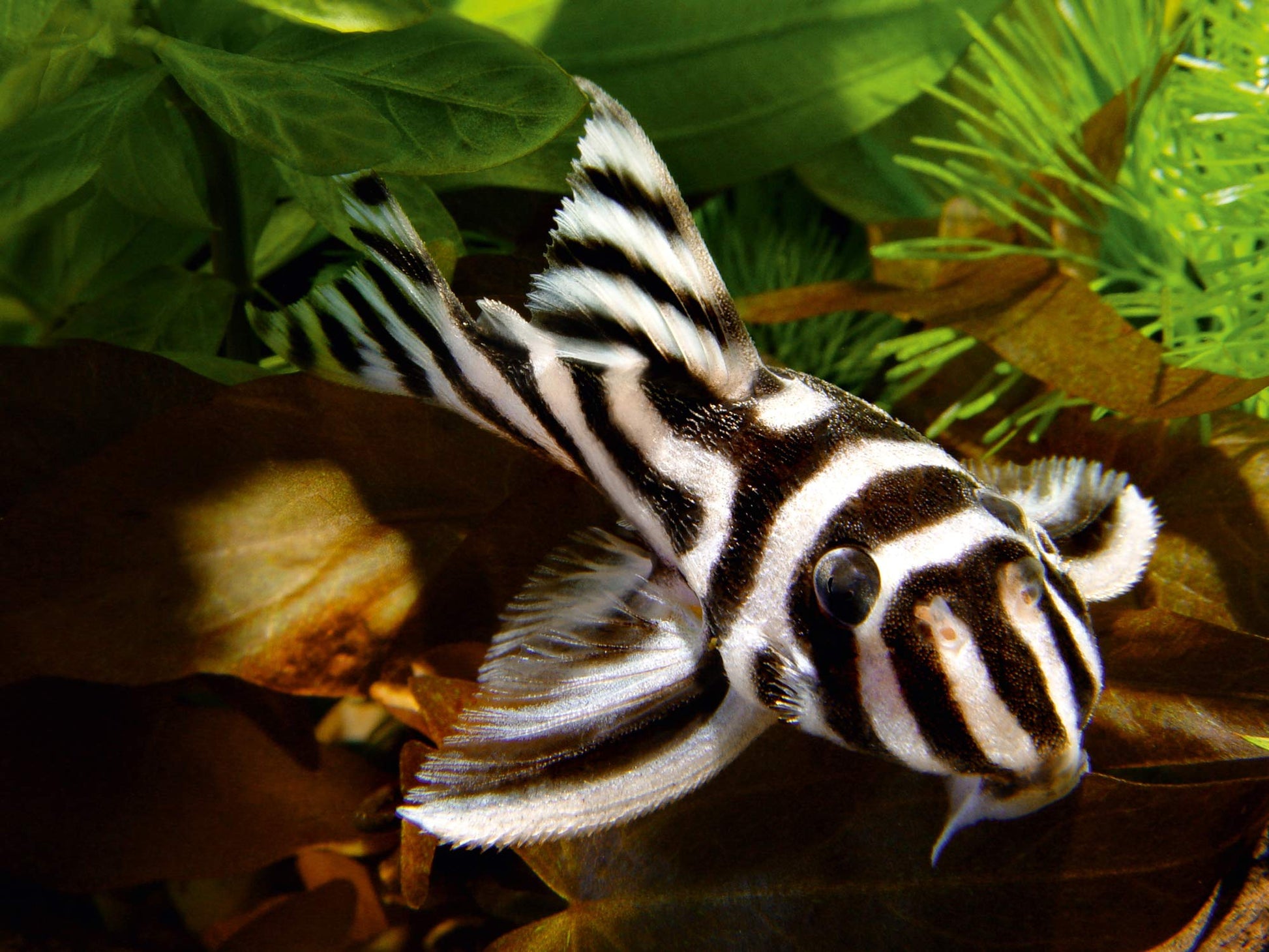 Your one-stop shop for diverse, top-quality aquarium supplies and accessories