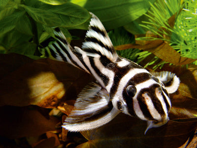 Your one-stop shop for diverse, top-quality aquarium supplies and accessories
