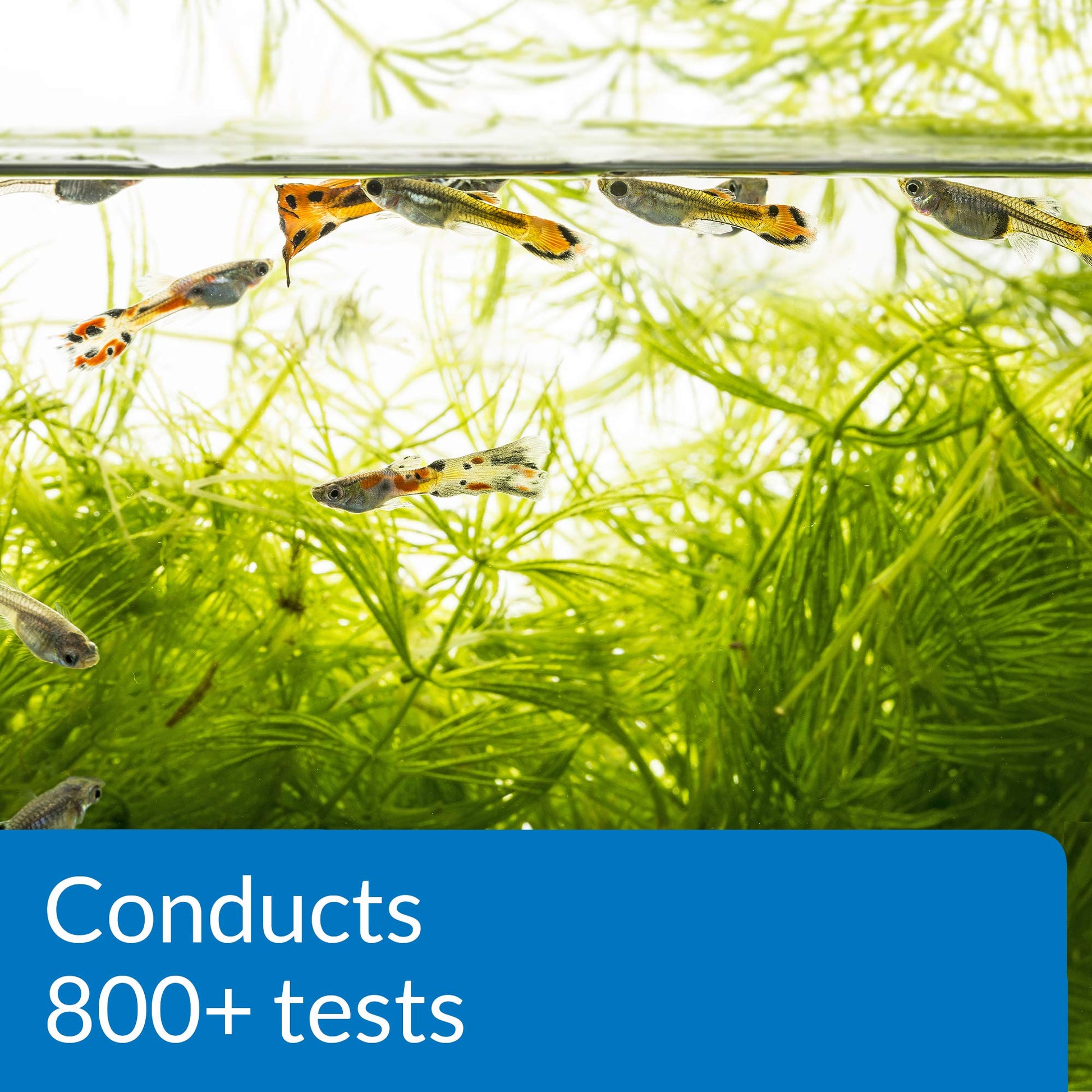 Your one-stop shop for diverse, top-quality aquarium supplies and accessories