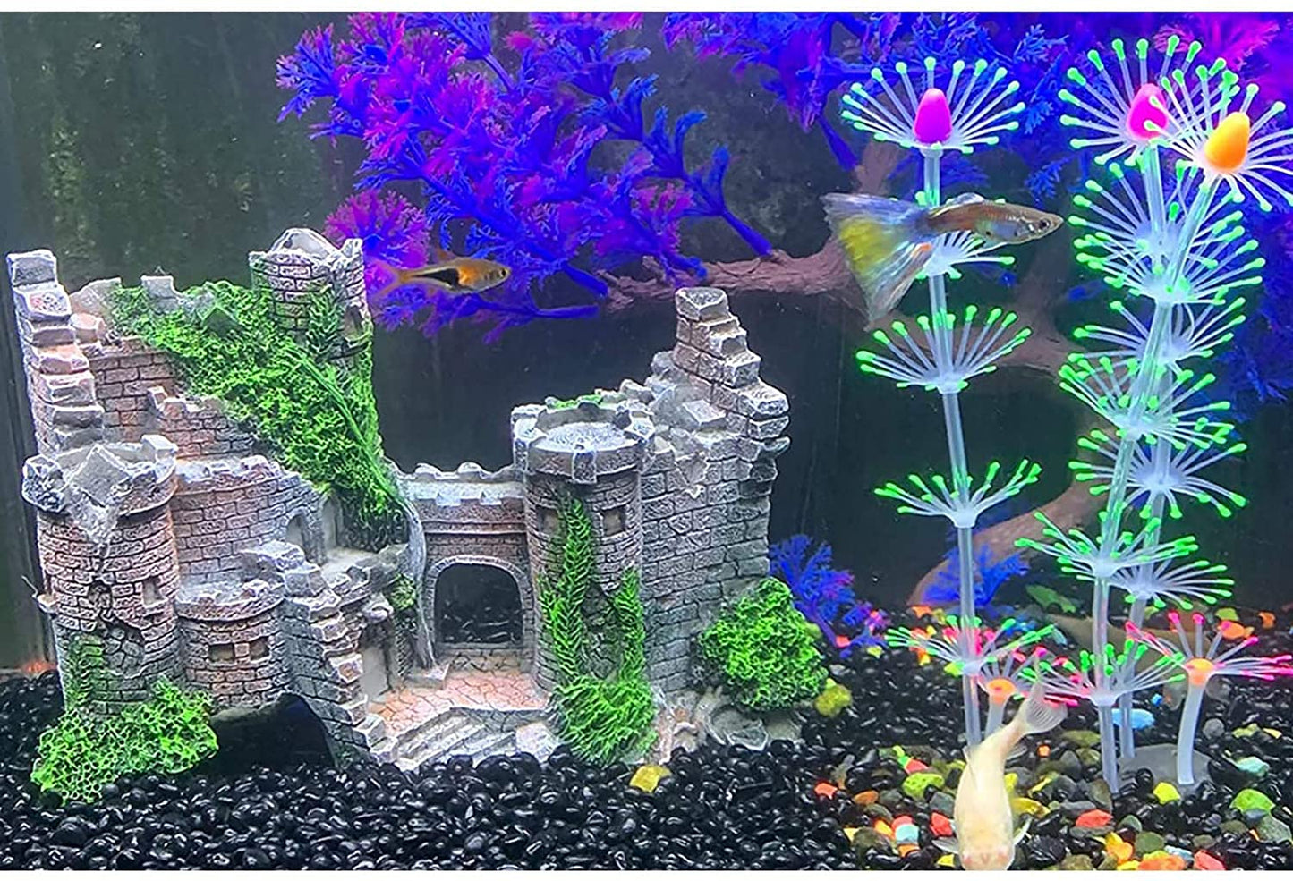 Your one-stop shop for diverse, top-quality aquarium supplies and accessories