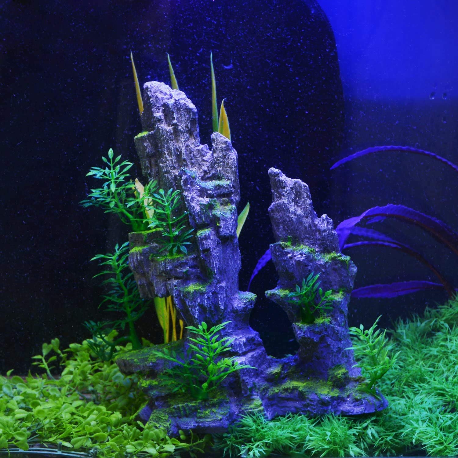 Your one-stop shop for diverse, top-quality aquarium supplies and accessories