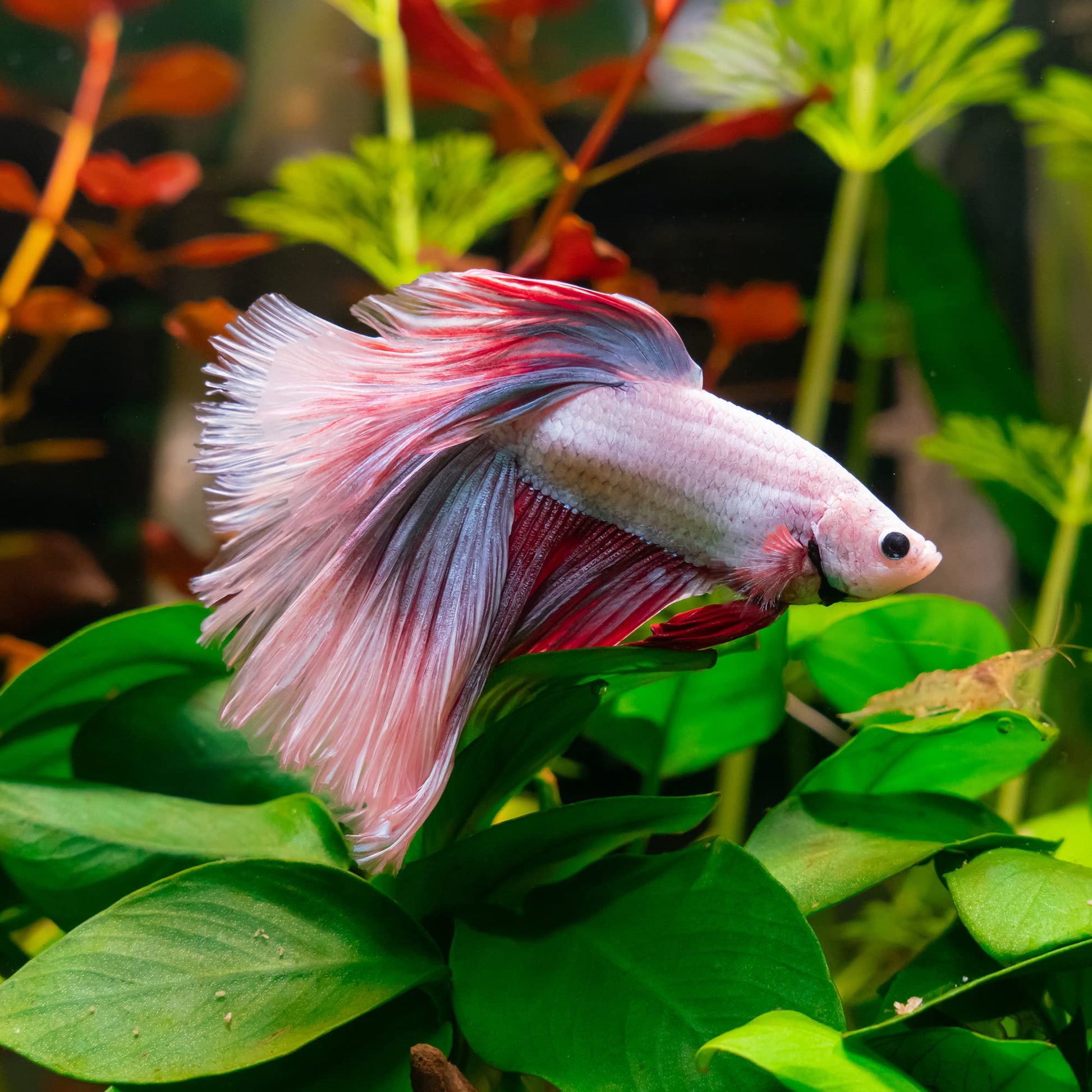 Your one-stop shop for diverse, top-quality aquarium supplies and accessories