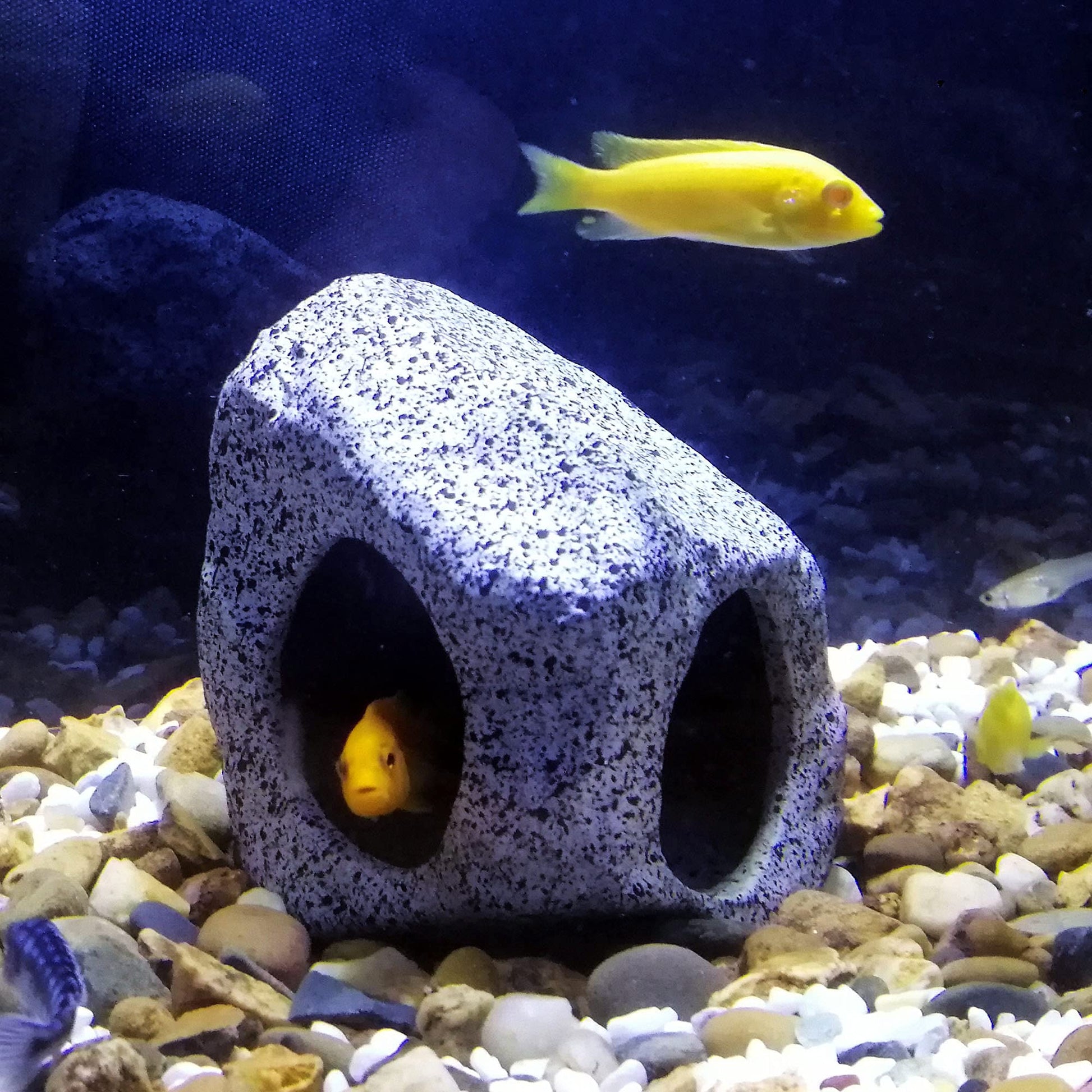 Your one-stop shop for diverse, top-quality aquarium supplies and accessories