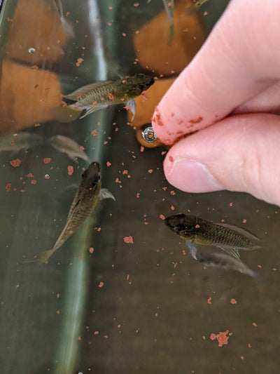 Your one-stop shop for diverse, top-quality aquarium supplies and accessories