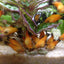 Your one-stop shop for diverse, top-quality aquarium supplies and accessories
