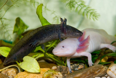 Your one-stop shop for diverse, top-quality aquarium supplies and accessories