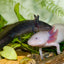 Your one-stop shop for diverse, top-quality aquarium supplies and accessories