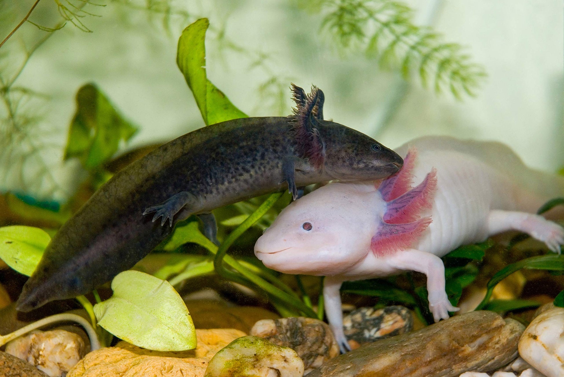Your one-stop shop for diverse, top-quality aquarium supplies and accessories