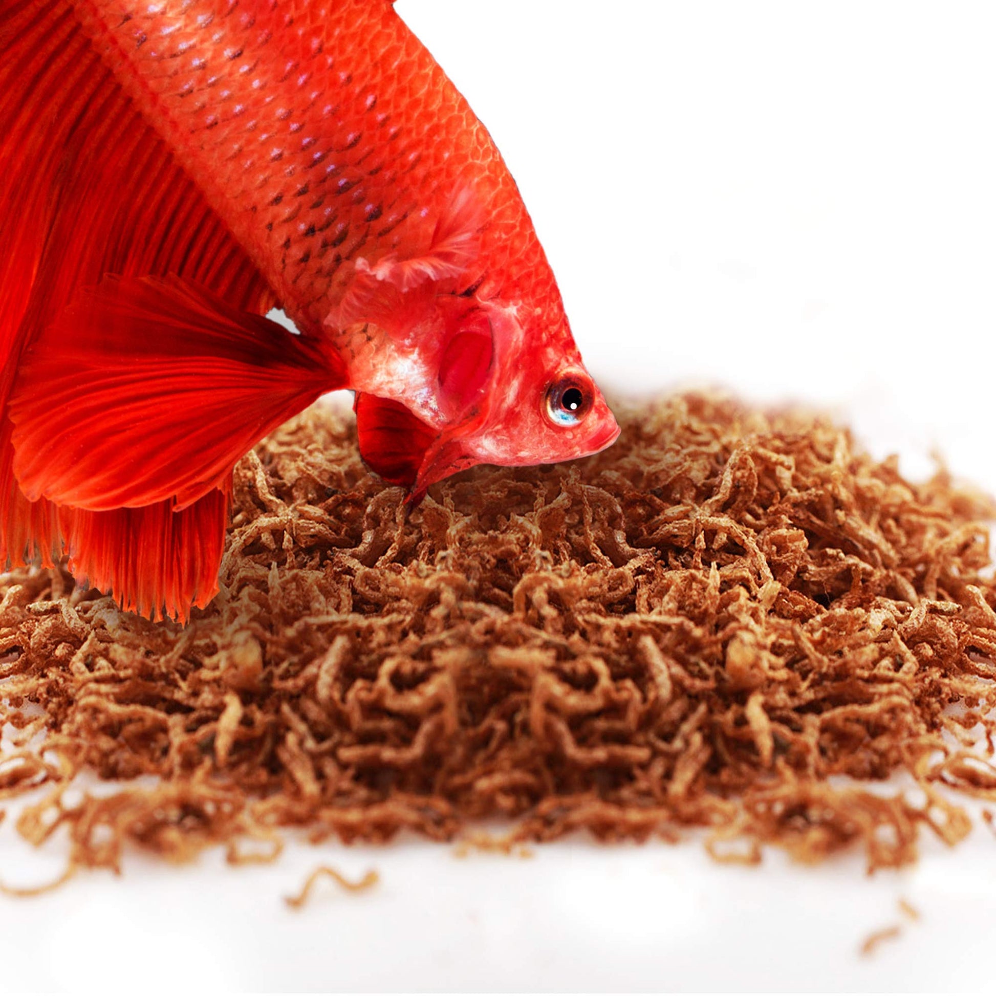 Your one-stop shop for diverse, top-quality aquarium supplies and accessories