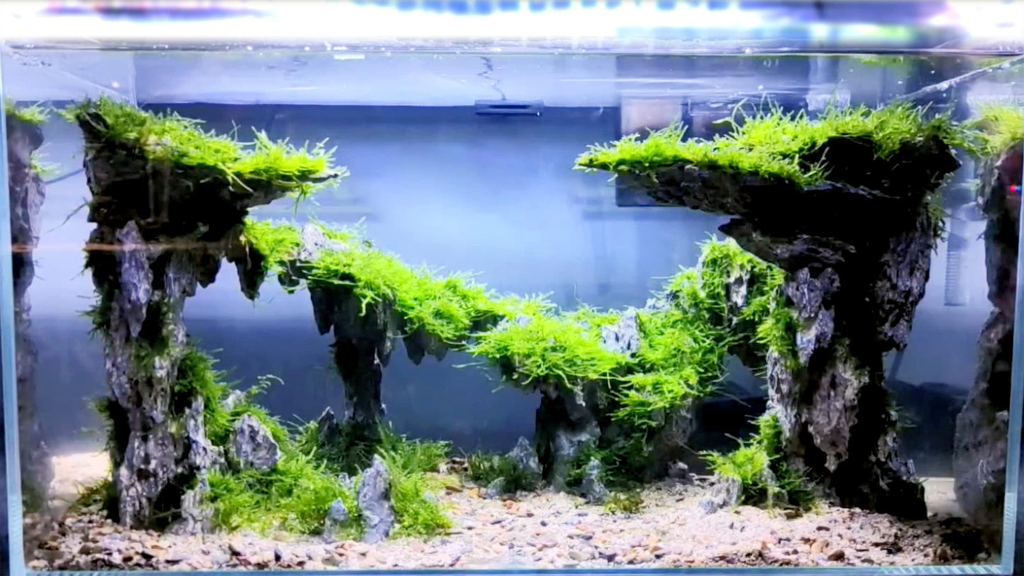 Your one-stop shop for diverse, top-quality aquarium supplies and accessories