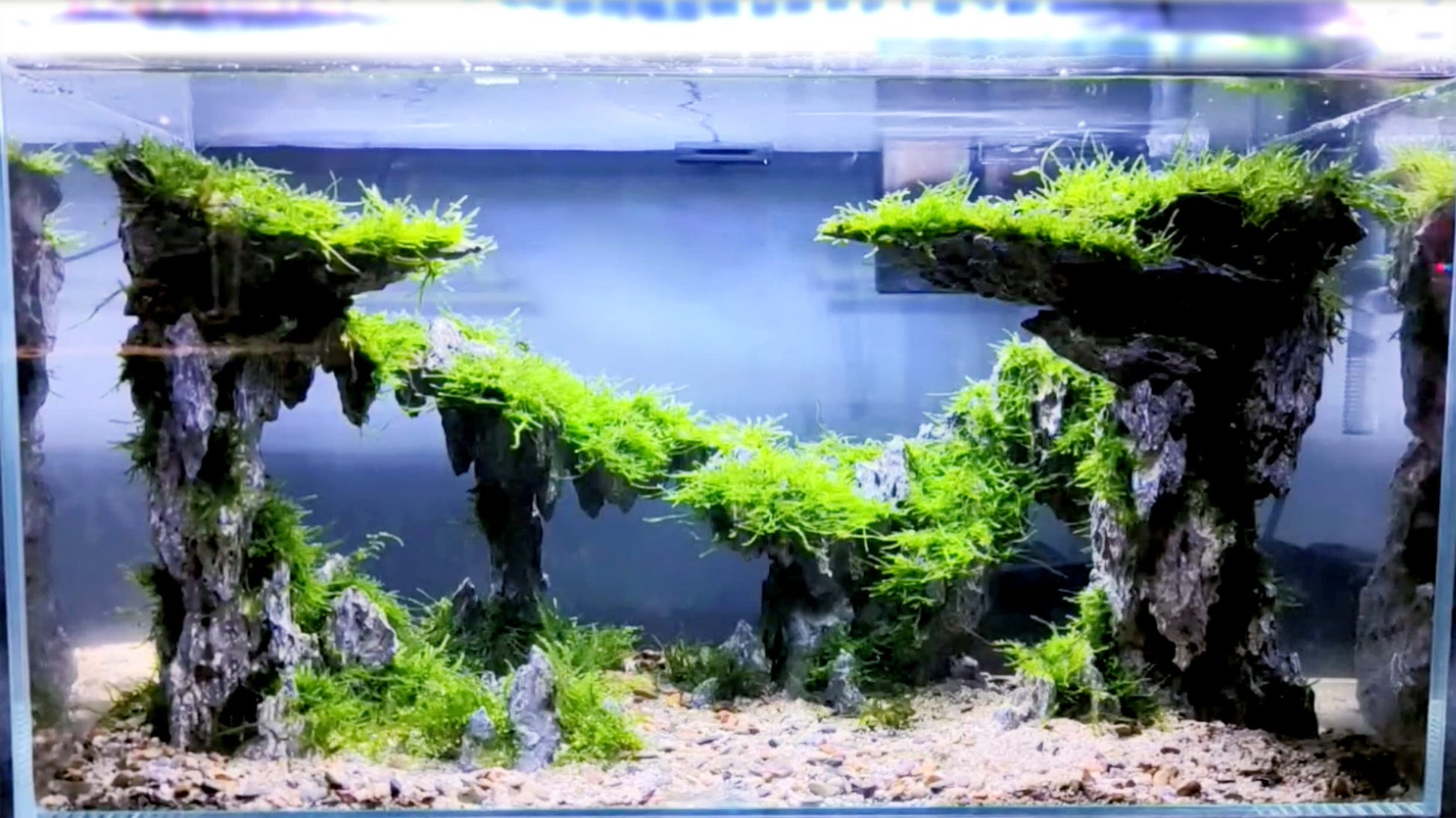 Your one-stop shop for diverse, top-quality aquarium supplies and accessories