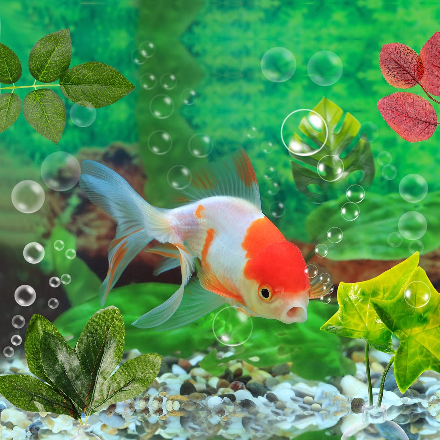 Your one-stop shop for diverse, top-quality aquarium supplies and accessories