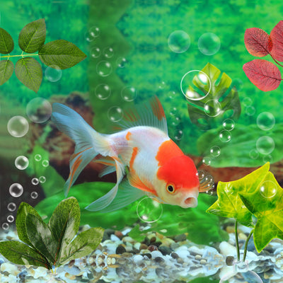 Your one-stop shop for diverse, top-quality aquarium supplies and accessories