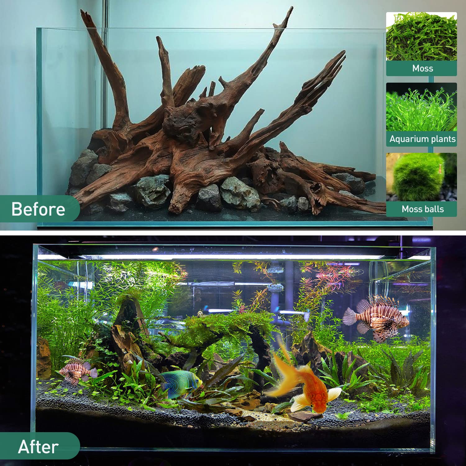 Your one-stop shop for diverse, top-quality aquarium supplies and accessories