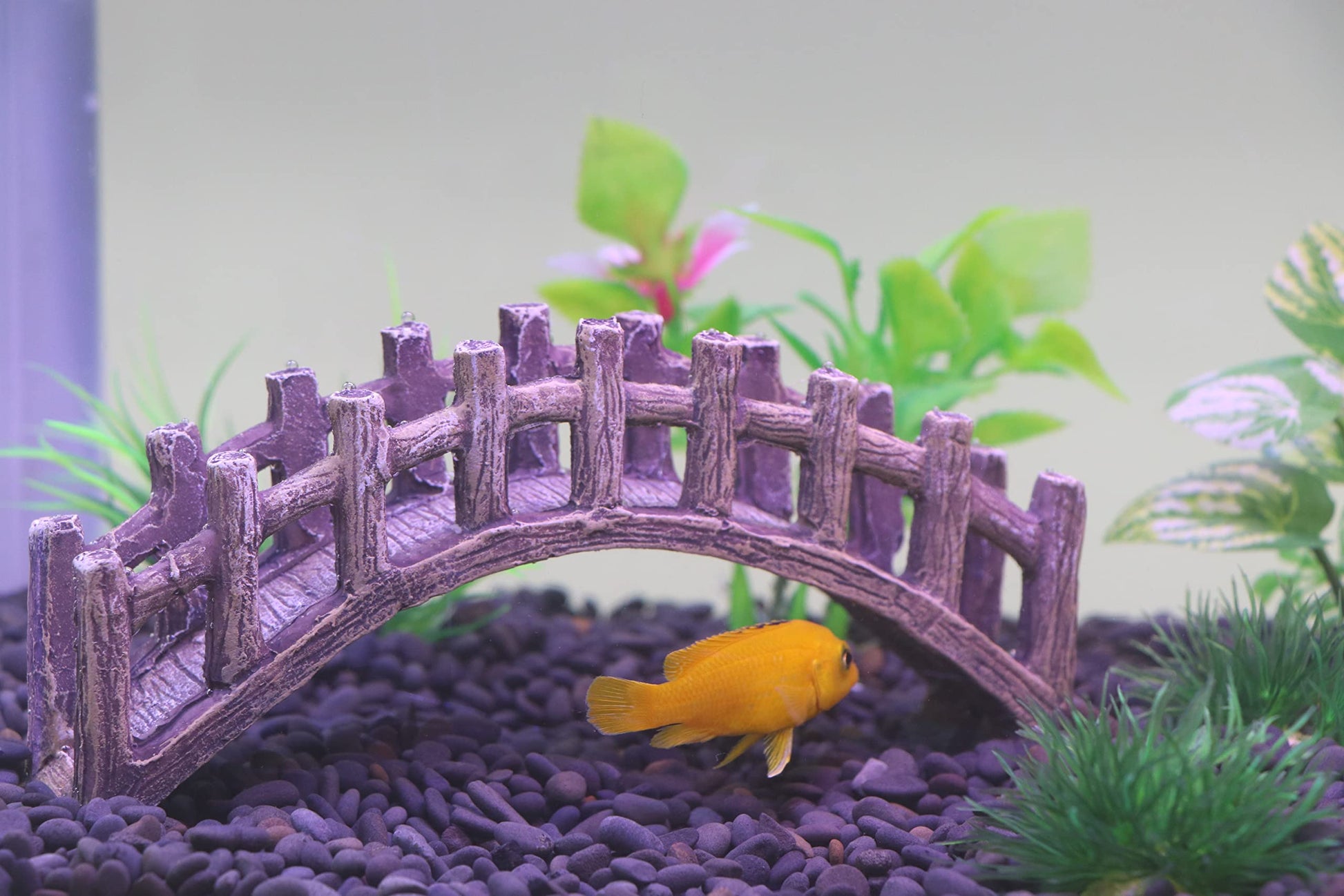 Your one-stop shop for diverse, top-quality aquarium supplies and accessories