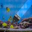 Your one-stop shop for diverse, top-quality aquarium supplies and accessories