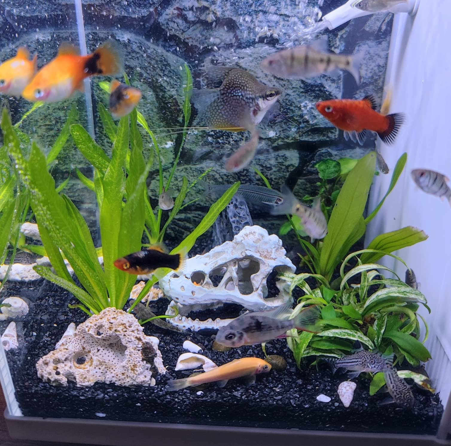 dragon fish tank accessories AWXZOM Reptiles hideouts Decorations, Fish Tank Decor, Bearded Dragon –  Supply AG