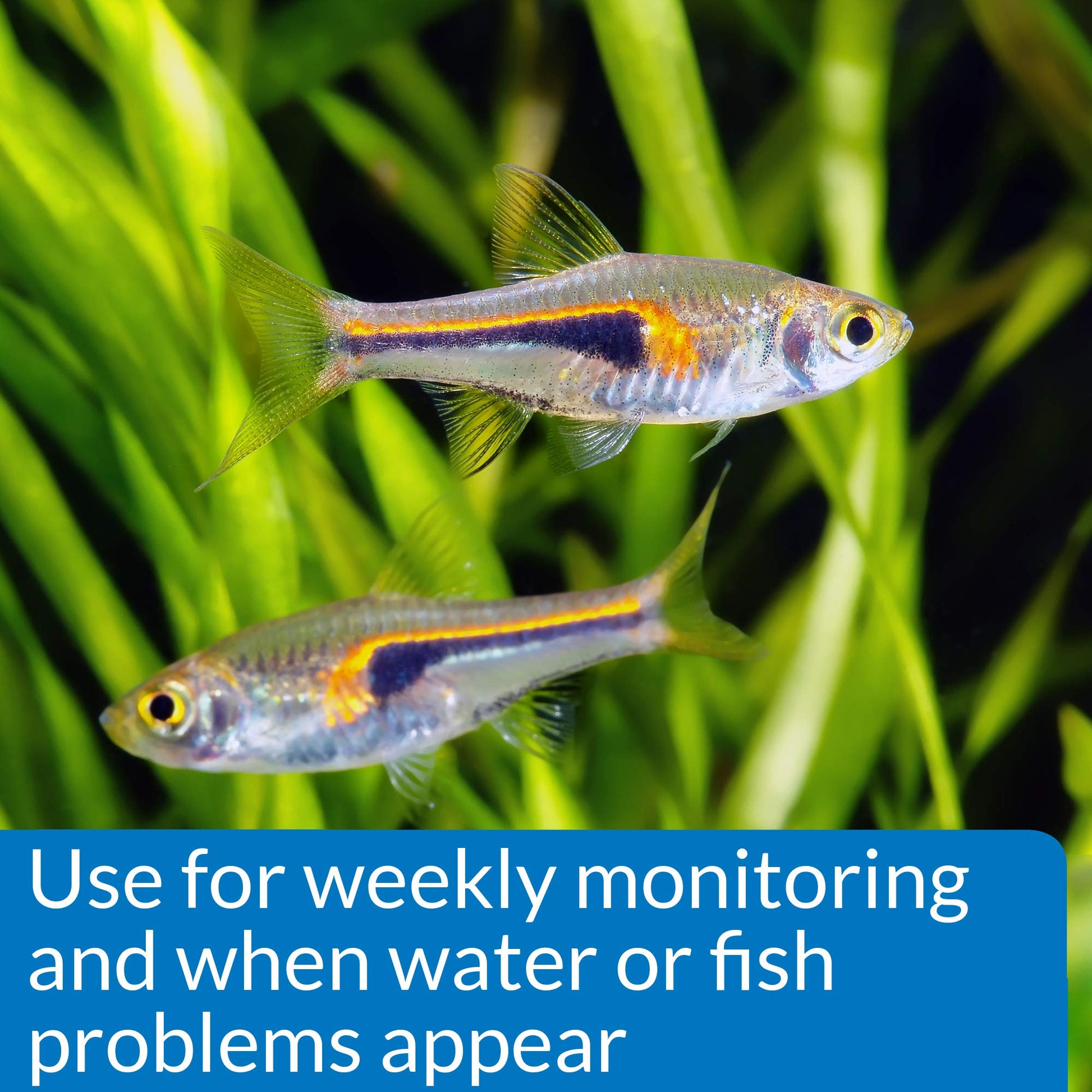 Your one-stop shop for diverse, top-quality aquarium supplies and accessories