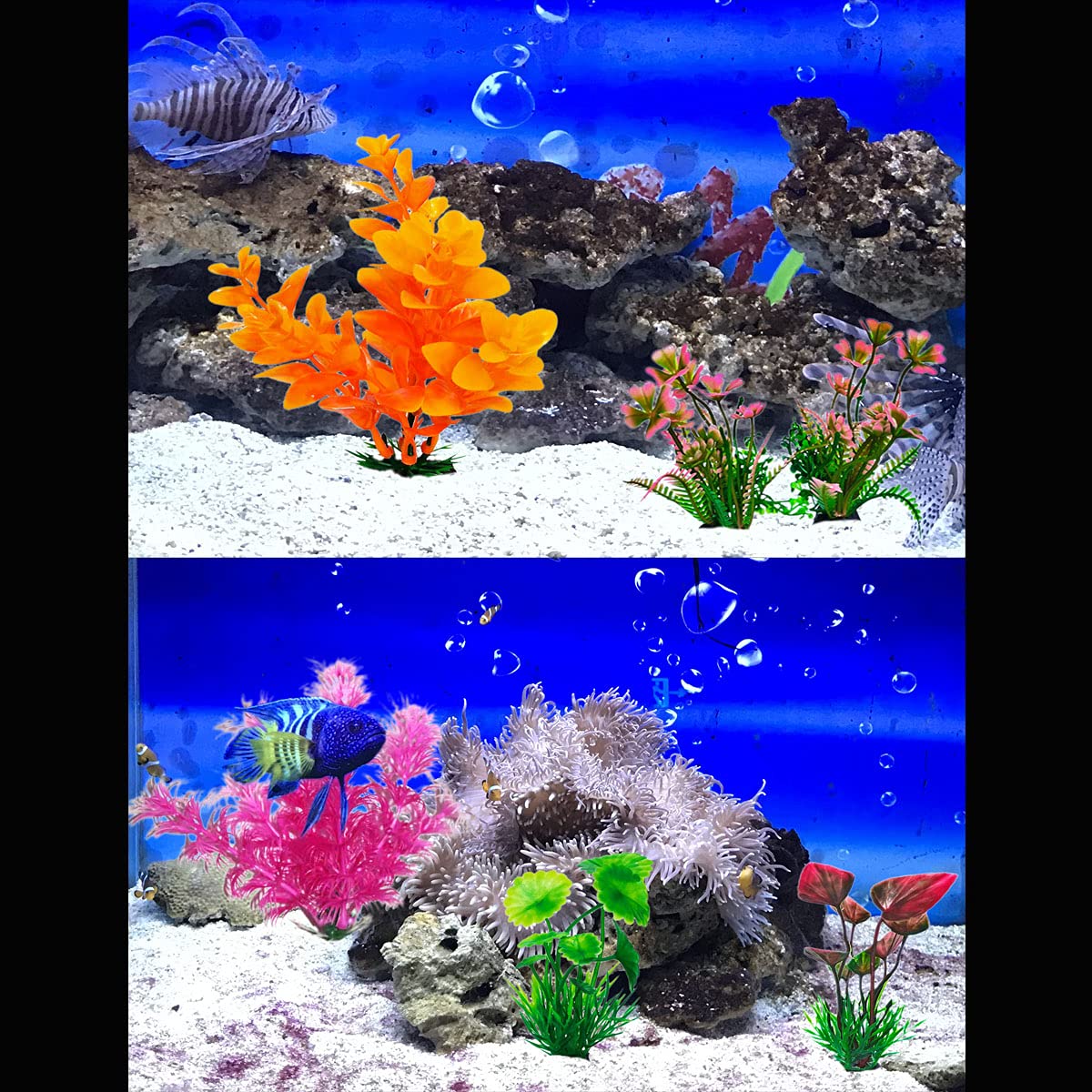 Your one-stop shop for diverse, top-quality aquarium supplies and accessories
