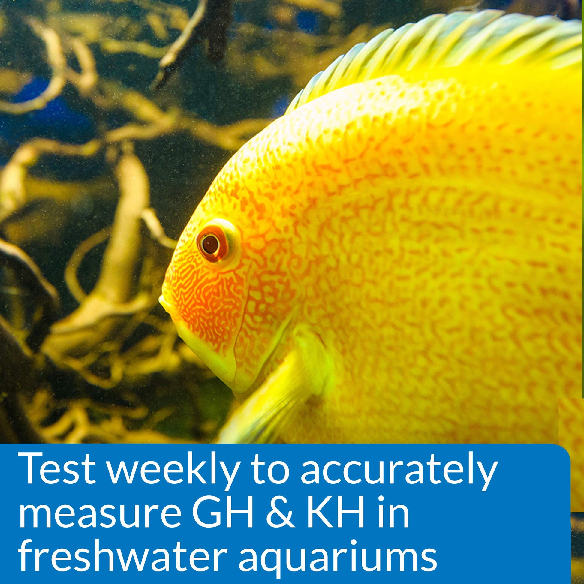 Your one-stop shop for diverse, top-quality aquarium supplies and accessories